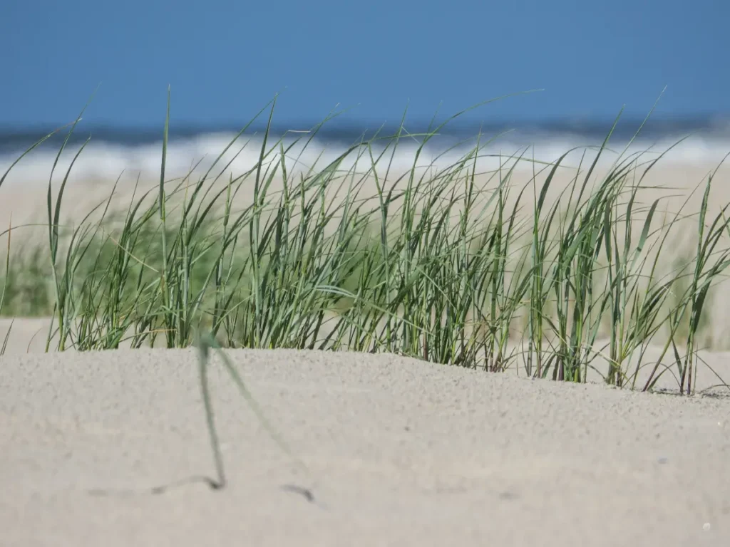 foto duingras voor een mindful